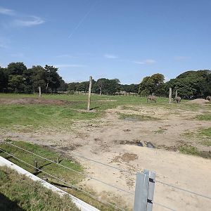 Elephant exhibit at Knowsley Safari Park 08/09/12