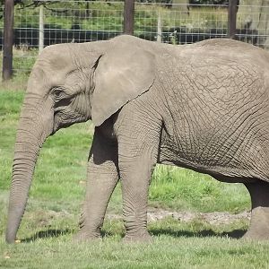 African Elephant at Knowsley Safari Park 08/09/12