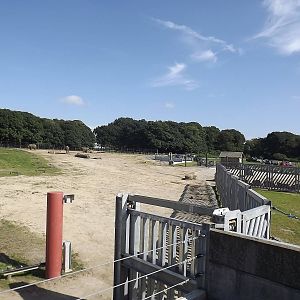 Elephant exhibit at Knowsley Safari Park 08/09/12