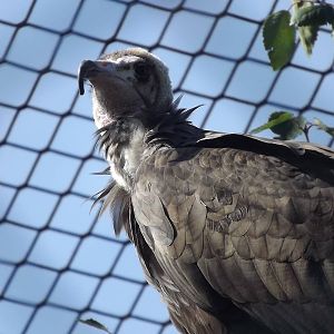 Hooded Vulture at Knowsley Safari Park 08/09/12