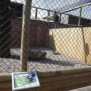 Bald Eagle at Knowsley Safari Park 08/09/12