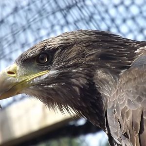 Bald Eagle at Knowsley Safari Park 08/09/12