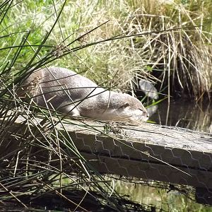 Asian Short Clawed Otter at Knowsley Safari Park 08/09/12
