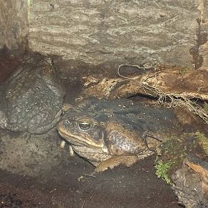 Surinam Cane Toads at Knowsley Safari Park 08/09/12
