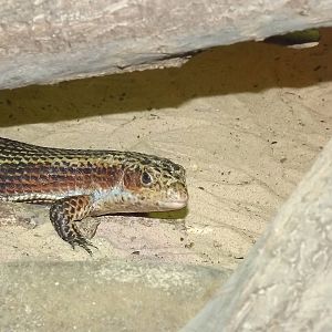 Plated Lizard at Knowsley Safari Park 08/09/12