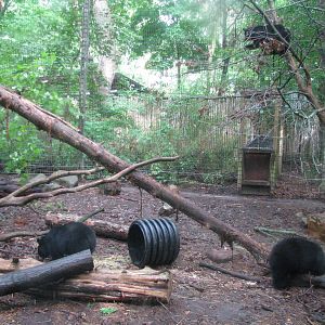 Black Bear Exhibit