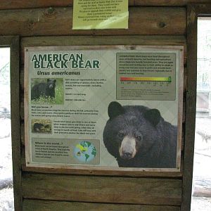 Black Bear Sign