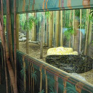 Burmuse Python Exhibit