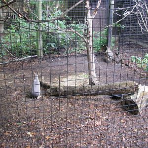 Patagonian Cavy and Military Macaw Exhibit