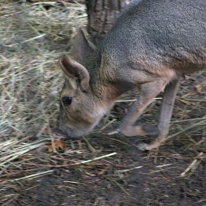 Patagonian Cavy