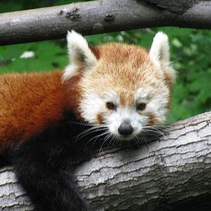 Red Panda
