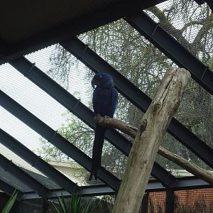Hyacinth Macaw