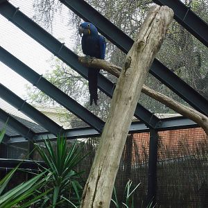 Hyacinth Macaw