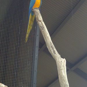 Blue & Gold Macaw