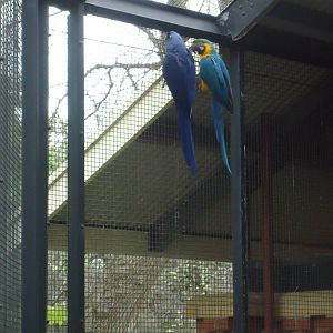 Difference between the Hyacinth and Blue/Gold Macaw