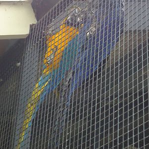 Difference between the Hyacinth and Blue/Gold Macaw