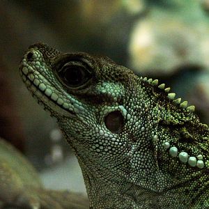 Weber's Sailfin Lizard at Dvur Kralove, 27/08/12