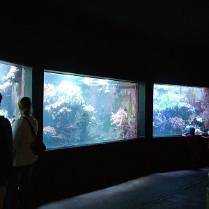 Tropical Reef Display at Dvur Kralove, 27/08/12