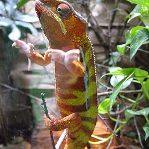 Panther Chamaeleon at Dvur Kralove, 27/08/12