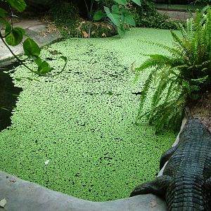 False Gharial Exhibit at Dvur Kralove, 27/08/12