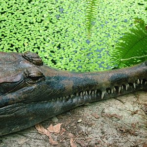 False Gharial at Dvur Kralove, 27/08/12