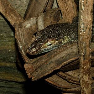 Mertens' Water Monitor at Dvur Kralove, 27/08/12