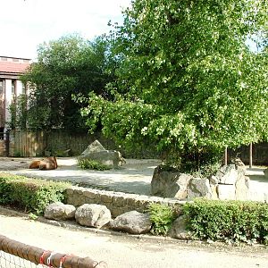 Congo Buffalo Exhibit at Dvur Kralove, 27/08/12