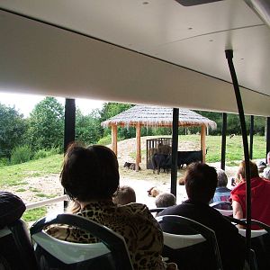Safari Bus Tour at Dvur Kralove, 27/08/12