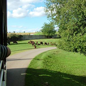Safari Bus Tour at Dvur Kralove, 27/08/12