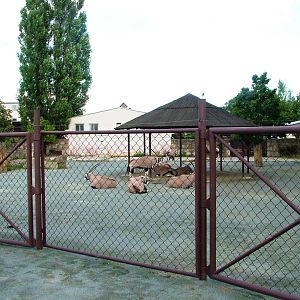 Safari Bus Tour at Dvur Kralove, 27/08/12