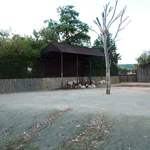 Safari Bus Tour at Dvur Kralove, 27/08/12