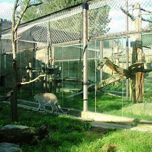 Leopard Enclosures at Dvur Kralove, 27/08/12