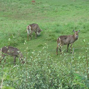 Waterbuck
