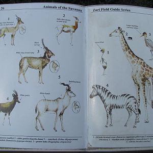 Savannah Species List