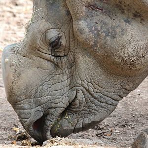 Greater one horned Rhino