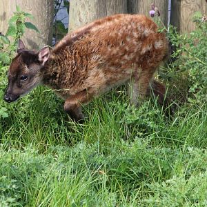 Phillipine Spotted Deer Fawn