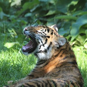 No need for this Tiger to see a dentist!