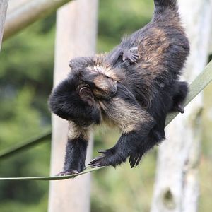 New Buffy headed Capuchin baby