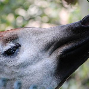 Okapi, Stuma