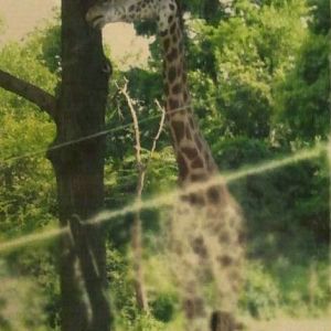 Muhindo, the Masai Giraffe (Vanishing Giants)