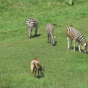 Grant's Zebra and Waterbuck