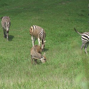 Grant's Zebra and Waterbuck