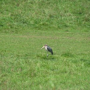 Marabou Stork