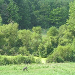 Wild Africa! Savannah