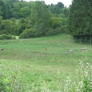 Wild Africa! Savannah