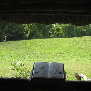 Ground Level Viewing