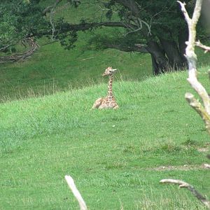 Baby Giraffe