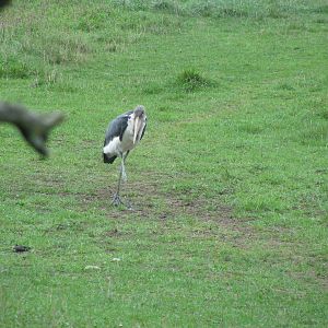 Marabou Stork
