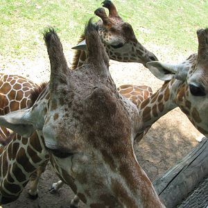 Reticulated Giraffes