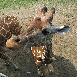 Reticulated Giraffe